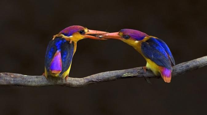 “Oriental Dwarf Kingfishers” oleh Aditya Salekar (India) | via: buzzfeed.com