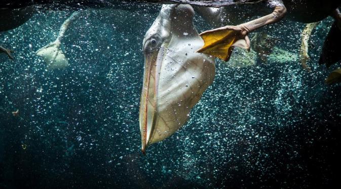 “Pelican Dive” oleh Nikhil Rasiwasia (India) | via: buzzfeed.com