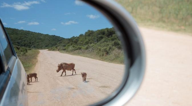 “Pumba In Your Rear View” oleh Mario Lameiras (Portugal) | via: buzzfeed.com