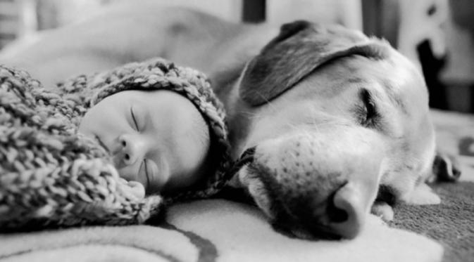 Anjing sahabat anak dan bayi | via: brightside.me