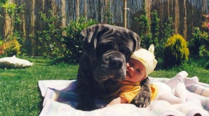 Anjing sahabat anak dan bayi | via: brightside.me