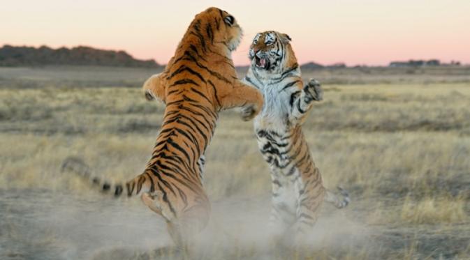 Keanggunan dan buasnya harimau dalam satu foto | via: brightside.me