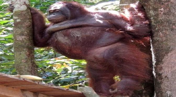 Kisah pilu Pony, orangutan yang dijadikan pelacur | Via: kaskus.co.id