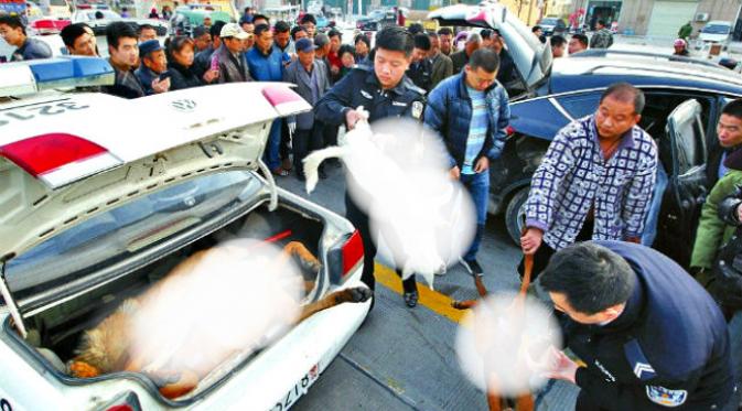 Sebuah mobil yang tabrakan di Tiongkok kedapatan membawa bangkai-bangkai anjing di dalam bagasinya. (Sumber Shanghaiist.com)