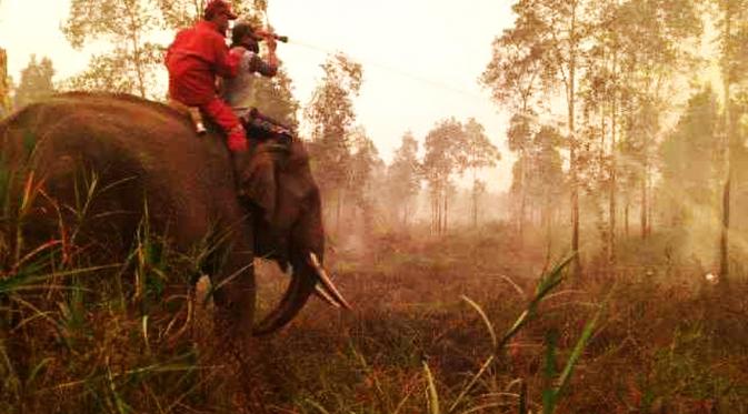 Gajah digunakan sebagai alat transportasi pemadaman kebakaran lahan melalui jalur darat di Sumsel. (Liputan6.com/Nefri Inge)