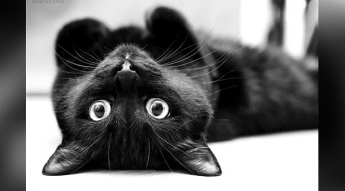 Kucing hitam yang identik dengan kucing penyihir ternyata kucing terjinak. (foto: drryanllera)