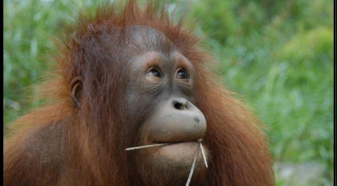 Orangutan | Via: facebook.com