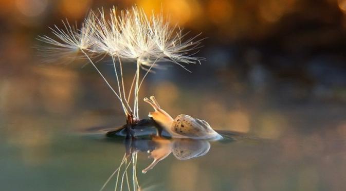 Foto menakjubkan siput | via: brightside.me