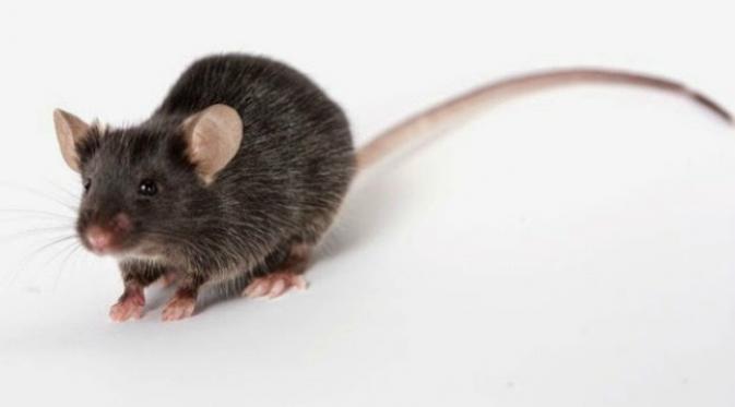 Tikus digunakan oleh napi Brasil sebagai kurir narkoba antar sel. (NZ Herald)