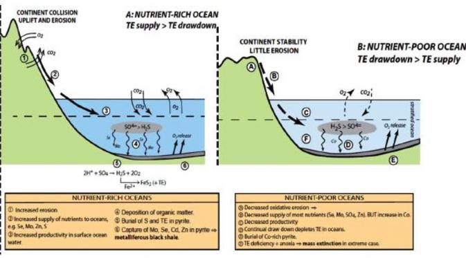 Aktivitas tektonik dan erosi membawa unsur-unsur berharga ke laut. (Credit : John Long, Flinders University)