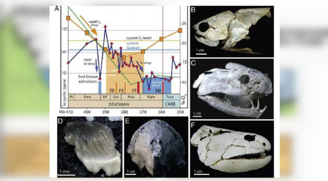 Kemusnahan massal era Devonian (Credit: Professor John Long, Flinders University)