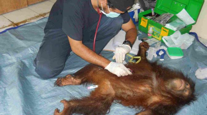 Berbeda dengan Pony, Orangutan Sari Tewas Setelah Diperkosa