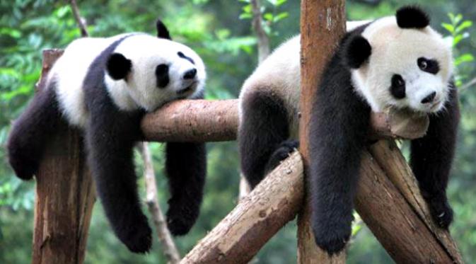 Setelah dipelajari selama 5 tahun, sejumlah ilmuwan Tiongkok mulai mengerti bahasa yang dipergunakan panda. (Sumber Shanghaiist.com)