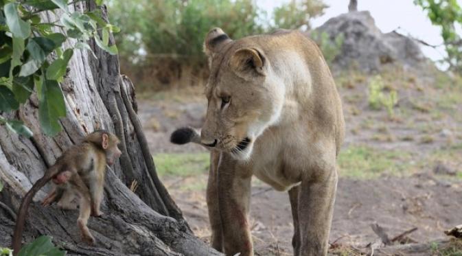 Bayi baboon turun dari pohon untuk melihat tubuh induknya. | via: Evan Schiller