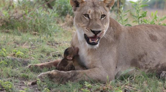 Sang singa malah meletakkan bayi baboon di antara cakarnya. | via: Evan Schiller