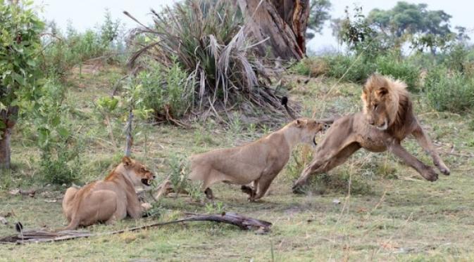 Dua singa datang dan mengalihkan perhatian sang singa yang sedari tadi bersama bayi baboon. | via: Evan Schiller