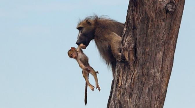 Bayi baboon berhasil diselamatkan oleh baboon jantan. | via: Evan Schiller