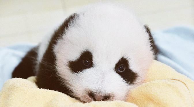 Bayi panda yang menggemaskan memang membuat pekerjaan perawat panda terkesan 