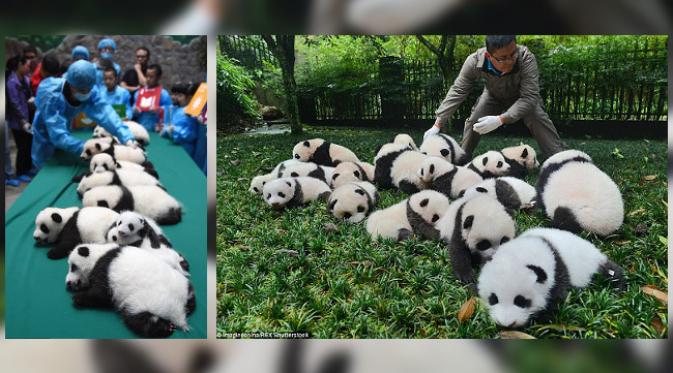 Ada 23 ekor panda di penangkaran yang tampil di publik. Sejumlah 18 ikut mejeng dalam potret keluarga. (foto: Imagine China)