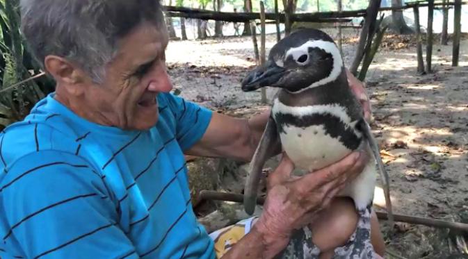 Seekor burung penguin yang pernah ditolong oleh seorang pekerja bangunan beberapa kali kembali mengunjungi penolongnya. (Sumber video WSJ)