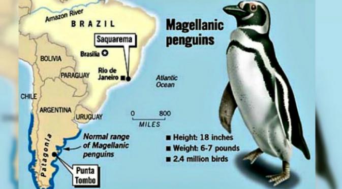 Pola migrasi burung penguin Magellan yang lazimnya berkutat di belahan selatan bumi. (Sumber John Blanchard/The Chronicle via sfgate.com)