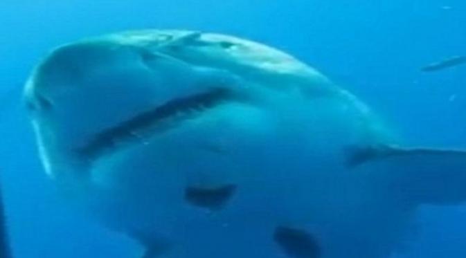 Untuk pertama kalinya, hiu putih terbesar di dunia tertangkap oleh kamera penyelam
