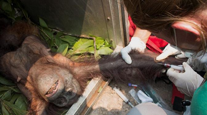 Tim International Animal Rescue memberikan suntikan pada ibu dan bayi orangutan usai insiden kebakaran hutan di Kalimantan Barat (10/11). Orangutan dan bayinya melarikan diri dari amukan api yang menghancurkan habitatnya. (AFP PHOTO/Dailymail)