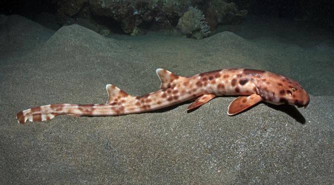 Hiu 'berkaki' yang hanya bisa ditemukan di perairan Halmahera, Maluku. | via: livescience.com