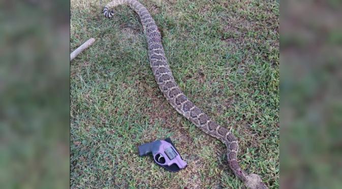 ular derik 'raksasa' ditembak mati setelah menggigit seekor anjing