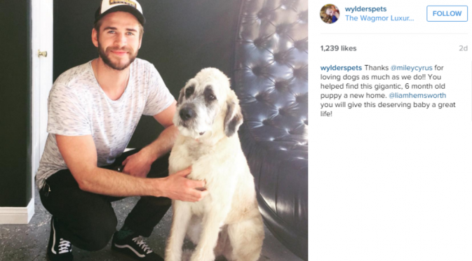 Miley Cyrus membantu mantan tunangannya, Liam Hemsworth mendapatkan teman baru [foto: wylderspets]