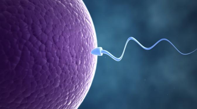 Namun, tanpa disadari, petting juga memberi peluang pada sel sperma untuk berenang ke dalam vagina dan mendarat di sel telur. (Via: livescience.com)