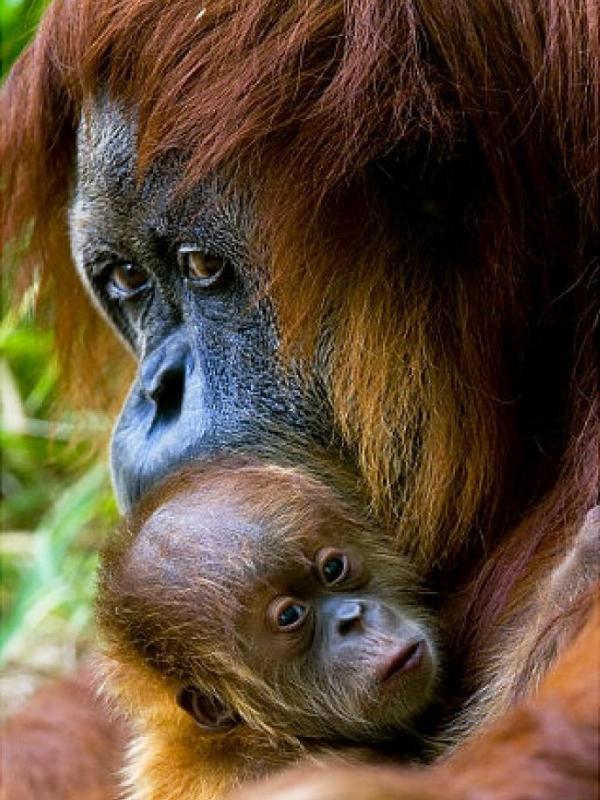 Foto Binatang Ini Dijamin Bikin Kamu Tambah Sayang Ibu! | via: nydailnews.com
