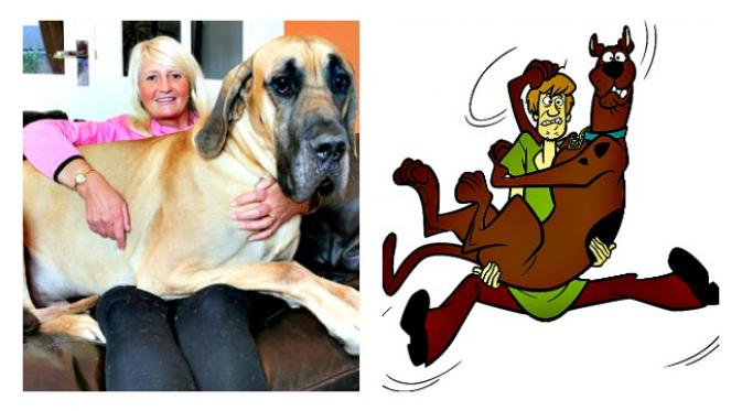 Anjing Great Dane berbadan besar tapi pengecut. (Sumber Daily Mail)