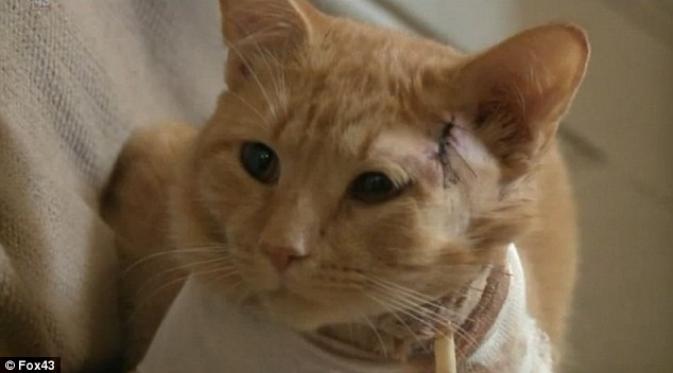 Opie, kucing yang selamatkan nyawa bocah 3 tahun. | via: Fox43