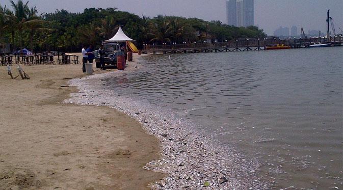 Pantai Ancol dipenuhi bangkai ikan. (Liputan6.com/Audrey Santoso)