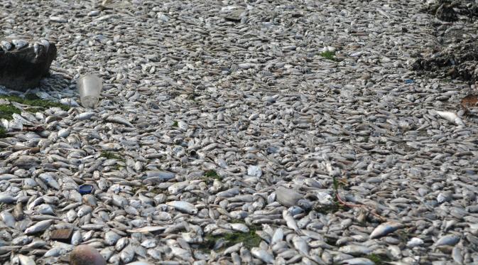 Ribuan ikan mati di pantai Ancol, Jakarta Utara. (Liputan6.com/Gempur M Surya)