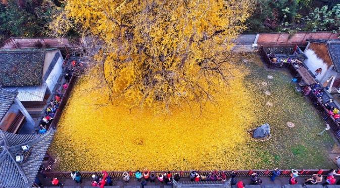 'Lautan Emas' dari Pohon Berusia 1.400 Tahun. | via: mymodernmet.com