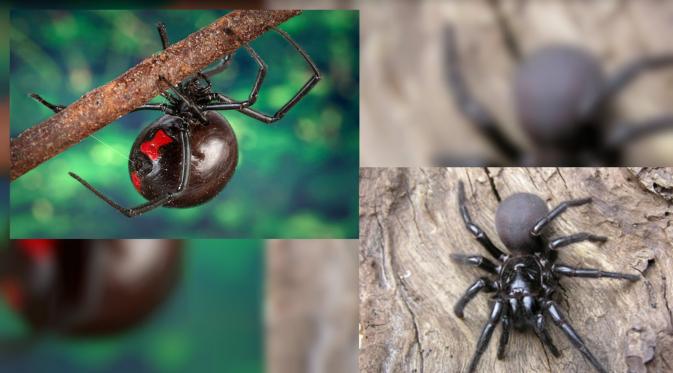 Laba-laba punggung merah dan funnel-web. (News Discovery/ Live Science)