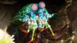 The mantis shrimp| via: animalmozo.com