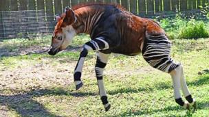 The okapi| via: animalmozo.com