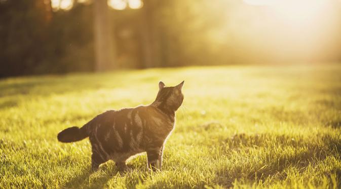 Bawa kucingmu ke suatu tempat yang nyaman. Taman, misalnya. Foto yang dihasilkan pun bisa beragam dan menggemaskan. (Via: boredpanda.com)