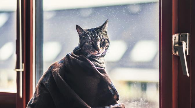 Kreatif. Kamu bisa meletakkan selimut atau aksesoris apapun di tubuh kucing yang bikin mereka makin menggemaskan. (Via: boredpanda.com)