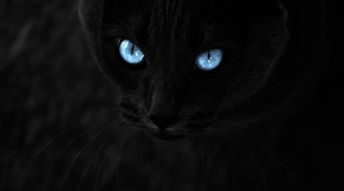 Selain penuh misteri, berikut fakta-fakta mengenai kucing hitam