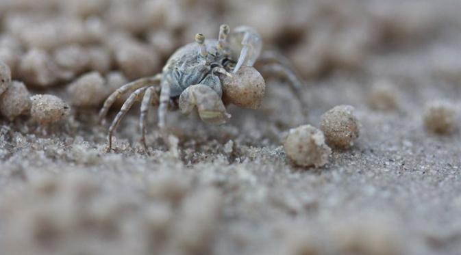 Kepiting memiliki ukuran kecil dan sewarna pasir. (foto: Amusing Planet)