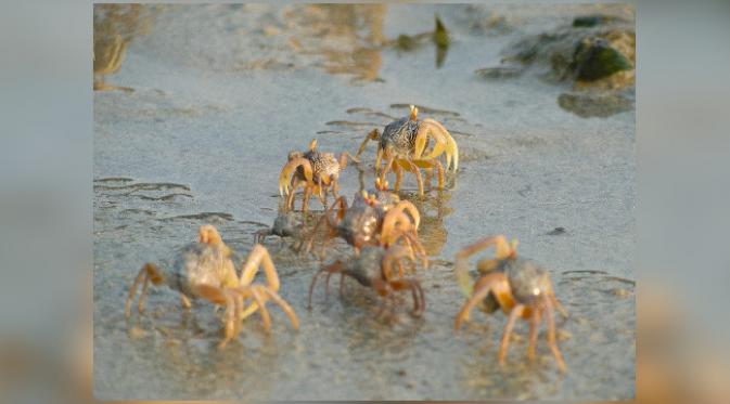 Kepiting bisa ditemukan di lepas pantai lautan Indo-Pasifik, temasuk Indonesia. (foto: Amusing Planet)