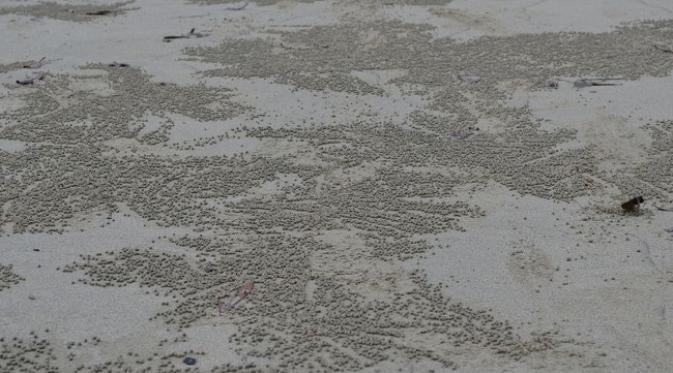 Membuat bulatan pasir merupakan strategi si kepiting mencari makan. (foto: Amusing Planet)