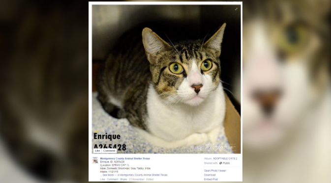 Enrique si kucing tampan. (foto: Facebook/Montgomery County Animal Shelter Texas)
