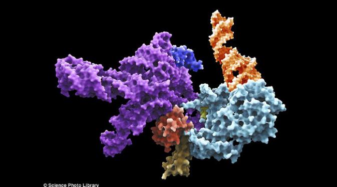 Molekul ribosome sudah ada sejak 3,8 triliun tahun silam dan merupakan 'sidik jari' dari semua kehidupan di bumi.