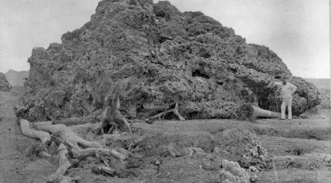 Dampak letusan Krakatau 1883, karang di dasar laut naik ke daratan (Wikipedia)