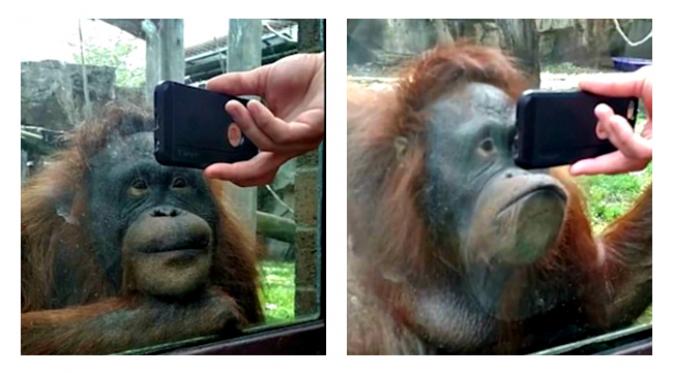 Seekor orangutan di kebun binatang senang karena disuguhi tayangan kelompok orangutan lainnya.